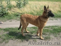 щенки бельгийской овчарки малинуа - <ro>Изображение</ro><ru>Изображение</ru> #1, <ru>Объявление</ru> #582314