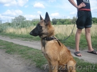 щенки бельгийской овчарки малинуа - <ro>Изображение</ro><ru>Изображение</ru> #2, <ru>Объявление</ru> #582314