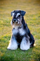 щенки цвергшнауцера, самая маленькая служебная собака - <ro>Изображение</ro><ru>Изображение</ru> #3, <ru>Объявление</ru> #361767