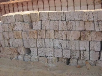 ракушечник крымский - <ro>Изображение</ro><ru>Изображение</ru> #2, <ru>Объявление</ru> #1824