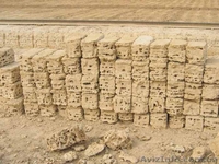 ракушечник крымский - <ro>Изображение</ro><ru>Изображение</ru> #1, <ru>Объявление</ru> #1824