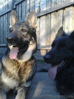 внеплановые щенки немецкой овчарки чёрного и зоннарно-серого окраса - <ro>Изображение</ro><ru>Изображение</ru> #1, <ru>Объявление</ru> #3268