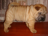 Шикарные шарпеи! - <ro>Изображение</ro><ru>Изображение</ru> #3, <ru>Объявление</ru> #6133