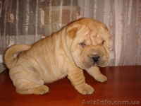 Шикарные шарпеи! - <ro>Изображение</ro><ru>Изображение</ru> #1, <ru>Объявление</ru> #6133