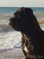 Щенки кане-корсо - <ro>Изображение</ro><ru>Изображение</ru> #2, <ru>Объявление</ru> #4500