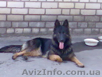 внеплановые щенки немецкой овчарки чёрного и зоннарно-серого окраса - <ro>Изображение</ro><ru>Изображение</ru> #3, <ru>Объявление</ru> #3268