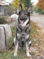 внеплановые щенки немецкой овчарки чёрного и зоннарно-серого окраса - <ro>Изображение</ro><ru>Изображение</ru> #2, <ru>Объявление</ru> #3268