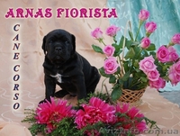 Щенки кане-корсо - <ro>Изображение</ro><ru>Изображение</ru> #1, <ru>Объявление</ru> #4500