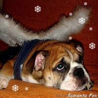 ЩЕНОК  БУЛЬДОГА ОТ ГРАНД ЧЕМПИОНОВ - <ro>Изображение</ro><ru>Изображение</ru> #1, <ru>Объявление</ru> #5735