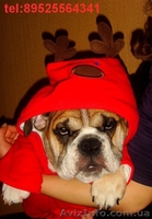 ЩЕНОК АНГЛИЙСКОГО БУЛЬДОГА ОТ ГРАНД ЧЕМПИОНОВ - <ro>Изображение</ro><ru>Изображение</ru> #2, <ru>Объявление</ru> #4569