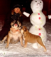 ЩЕНОК АНГЛИЙСКОГО БУЛЬДОГА ОТ ГРАНД ЧЕМПИОНОВ - <ro>Изображение</ro><ru>Изображение</ru> #3, <ru>Объявление</ru> #4569