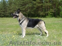 продам щенков восточно-европейской овчарки - <ro>Изображение</ro><ru>Изображение</ru> #1, <ru>Объявление</ru> #8787