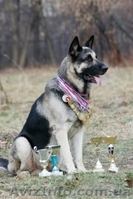 продам щенков восточно-европейской овчарки - <ro>Изображение</ro><ru>Изображение</ru> #2, <ru>Объявление</ru> #8787