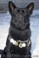 продам щенков восточно-европейской овчарки - <ro>Изображение</ro><ru>Изображение</ru> #3, <ru>Объявление</ru> #8787