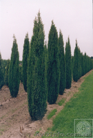 Продажа декоративных растений - <ro>Изображение</ro><ru>Изображение</ru> #2, <ru>Объявление</ru> #9371