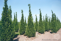 Продажа декоративных растений - <ro>Изображение</ro><ru>Изображение</ru> #3, <ru>Объявление</ru> #9371