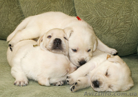 МАЛЫШИ  Лабрадора Ретривера - <ro>Изображение</ro><ru>Изображение</ru> #2, <ru>Объявление</ru> #10568