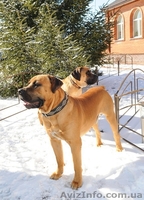 Щенки южноафриканского бурбуля - <ro>Изображение</ro><ru>Изображение</ru> #2, <ru>Объявление</ru> #12462