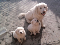 Пиренейская овчарка - <ro>Изображение</ro><ru>Изображение</ru> #1, <ru>Объявление</ru> #14806