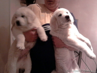 Пиренейская овчарка - <ro>Изображение</ro><ru>Изображение</ru> #2, <ru>Объявление</ru> #14806