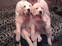 Пиренейская овчарка - <ro>Изображение</ro><ru>Изображение</ru> #3, <ru>Объявление</ru> #14806