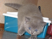 Плюшевые котята (scottish straight & scottish fold) - <ro>Изображение</ro><ru>Изображение</ru> #3, <ru>Объявление</ru> #18208