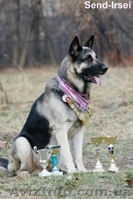 Продам щенков восточно-европейская овчарка(ВЕО). - <ro>Изображение</ro><ru>Изображение</ru> #2, <ru>Объявление</ru> #14510