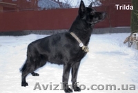 Продам щенков восточно-европейская овчарка(ВЕО). - <ro>Изображение</ro><ru>Изображение</ru> #3, <ru>Объявление</ru> #14510