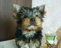 Щенок йоркширского терьера, мальчик - <ro>Изображение</ro><ru>Изображение</ru> #2, <ru>Объявление</ru> #27535