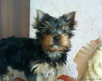 Щенок йоркширского терьера, мальчик - <ro>Изображение</ro><ru>Изображение</ru> #3, <ru>Объявление</ru> #27535