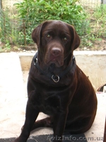 Щенки породы лабрадор ретривер шоколадного окраса. - <ro>Изображение</ro><ru>Изображение</ru> #1, <ru>Объявление</ru> #27144