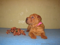 шарпей щенки мини и стандарт - <ro>Изображение</ro><ru>Изображение</ru> #2, <ru>Объявление</ru> #25003