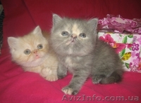 ЭКЗОТЫ экзотические короткошерстные персы котята - <ro>Изображение</ro><ru>Изображение</ru> #2, <ru>Объявление</ru> #14316