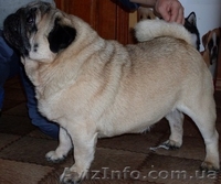 Продам щенков мопса c документами ККУ - <ro>Изображение</ro><ru>Изображение</ru> #3, <ru>Объявление</ru> #19506