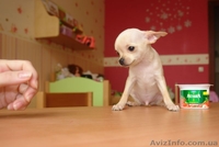 Продается мальчик Чихуахуа - <ro>Изображение</ro><ru>Изображение</ru> #1, <ru>Объявление</ru> #20385