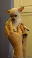Продается мальчик Чихуахуа - <ro>Изображение</ro><ru>Изображение</ru> #3, <ru>Объявление</ru> #20385