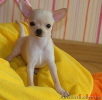 Продается мальчик Чихуахуа - <ro>Изображение</ro><ru>Изображение</ru> #2, <ru>Объявление</ru> #20385