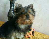 Продам щенка йоркширского терьера, Харьков - <ro>Изображение</ro><ru>Изображение</ru> #2, <ru>Объявление</ru> #13110