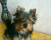 Продам щенка йоркширского терьера, Харьков - <ro>Изображение</ro><ru>Изображение</ru> #3, <ru>Объявление</ru> #13110