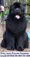Щенки ньюфаундленда  шоу класса в Харькове - <ro>Изображение</ro><ru>Изображение</ru> #3, <ru>Объявление</ru> #34020