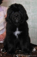 Щенки ньюфаундленда  шоу класса в Харькове - <ro>Изображение</ro><ru>Изображение</ru> #1, <ru>Объявление</ru> #34020