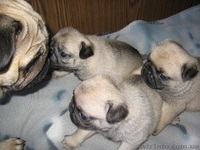 Продам очаровательного щенка мопса - <ro>Изображение</ro><ru>Изображение</ru> #3, <ru>Объявление</ru> #30129