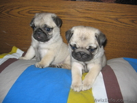 Продам очаровательного щенка мопса - <ro>Изображение</ro><ru>Изображение</ru> #2, <ru>Объявление</ru> #30129