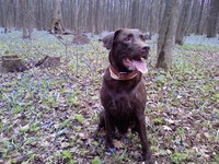 Щенки породы лабрадор ретривер шоколадного окраса. - <ro>Изображение</ro><ru>Изображение</ru> #3, <ru>Объявление</ru> #27144