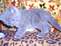 продам котенка скотиш-страйта - <ro>Изображение</ro><ru>Изображение</ru> #1, <ru>Объявление</ru> #28749