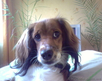 Девочка спаниель ищет мальчика для случки - <ro>Изображение</ro><ru>Изображение</ru> #2, <ru>Объявление</ru> #29014