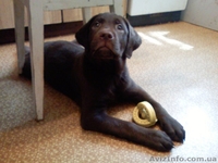 Щенки породы лабрадор ретривер шоколадного окраса. - <ro>Изображение</ro><ru>Изображение</ru> #4, <ru>Объявление</ru> #27144
