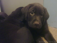 Продаются элитные щенки лабрадора, редкий шоколадный окрас, Шоу класса - <ro>Изображение</ro><ru>Изображение</ru> #4, <ru>Объявление</ru> #39042