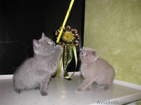 Классные шотландские вислоухие котята от элитных родителей (не питомник). - <ro>Изображение</ro><ru>Изображение</ru> #5, <ru>Объявление</ru> #38933