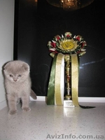 Классные шотландские вислоухие котята от элитных родителей (не питомник). - <ro>Изображение</ro><ru>Изображение</ru> #4, <ru>Объявление</ru> #38933